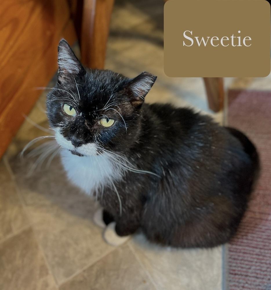 Enlarge Sweetie, a Adoptable Domestic Short Hair in Chalfont, PA image 3/6
