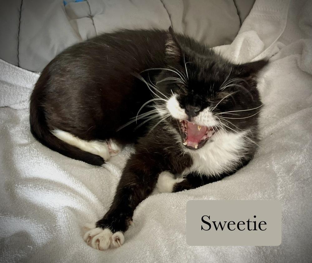 Enlarge Sweetie, a Adoptable Domestic Short Hair in Chalfont, PA image 4/6