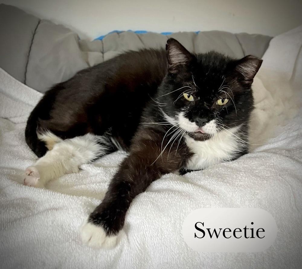 Enlarge Sweetie, a Adoptable Domestic Short Hair in Chalfont, PA image 5/6