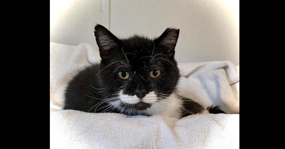 Enlarge Sweetie, a Adoptable Domestic Short Hair in Chalfont, PA image 6/6