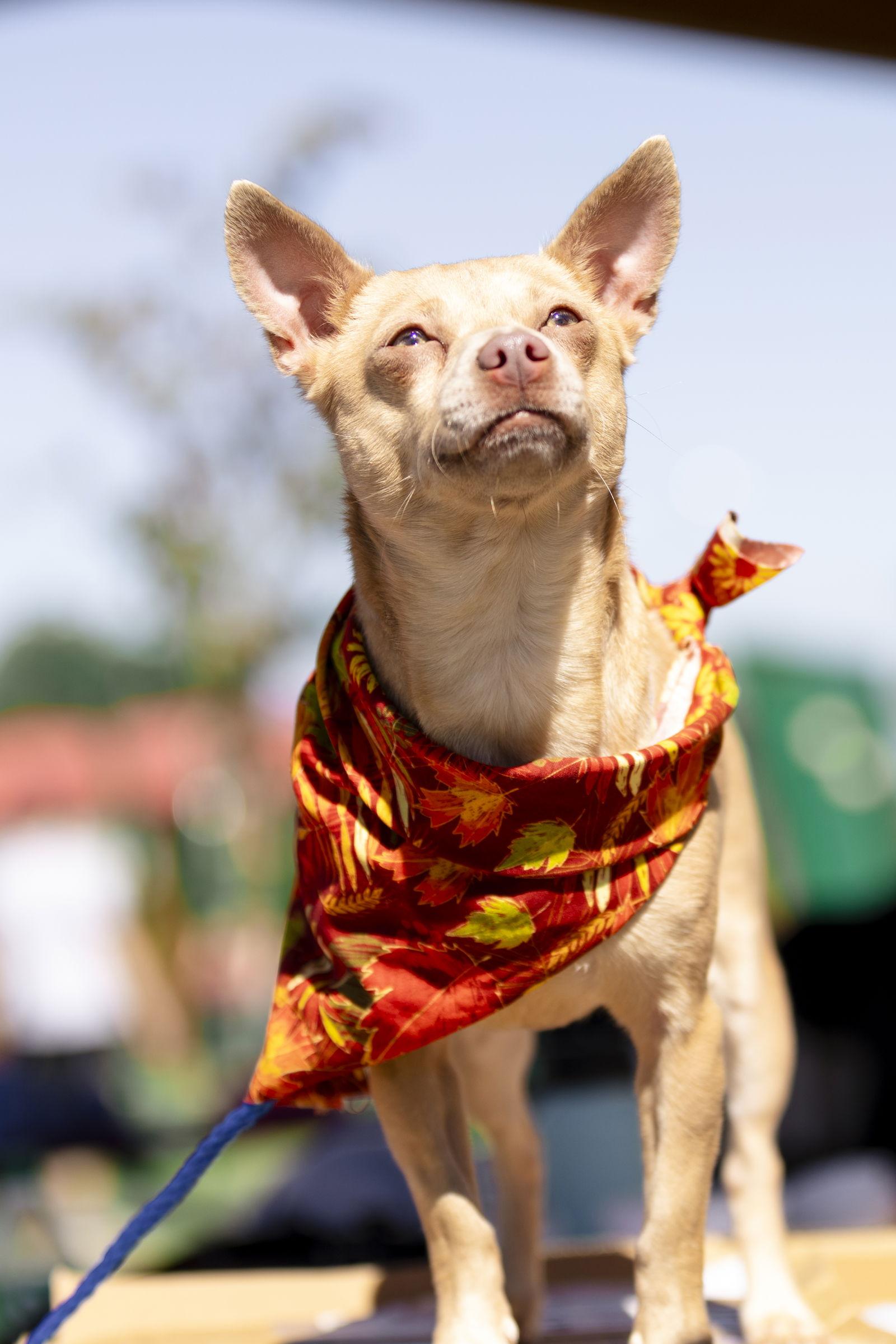Enlarge Penny Lee, a Adoptable Chihuahua in Garner, NC image 2/3