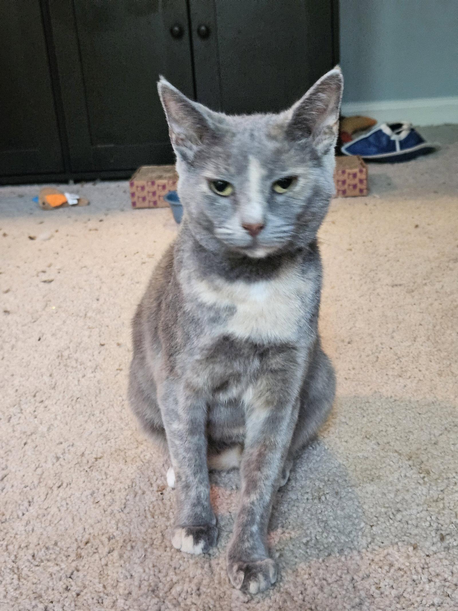 Enlarge Iris, a Adoptable Domestic Short Hair in Herndon, VA image 1/3