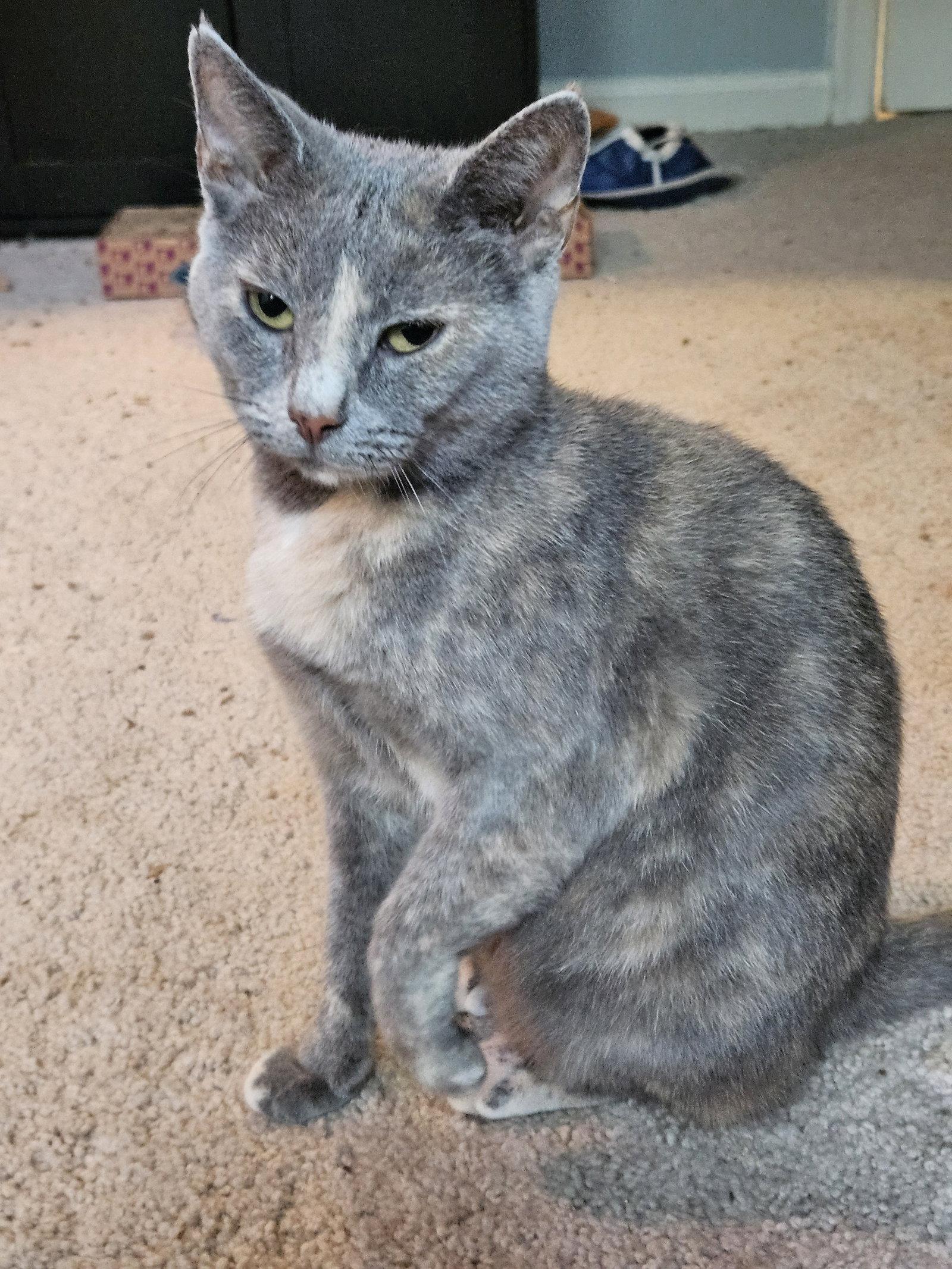Enlarge Iris, a Adoptable Domestic Short Hair in Herndon, VA image 2/3