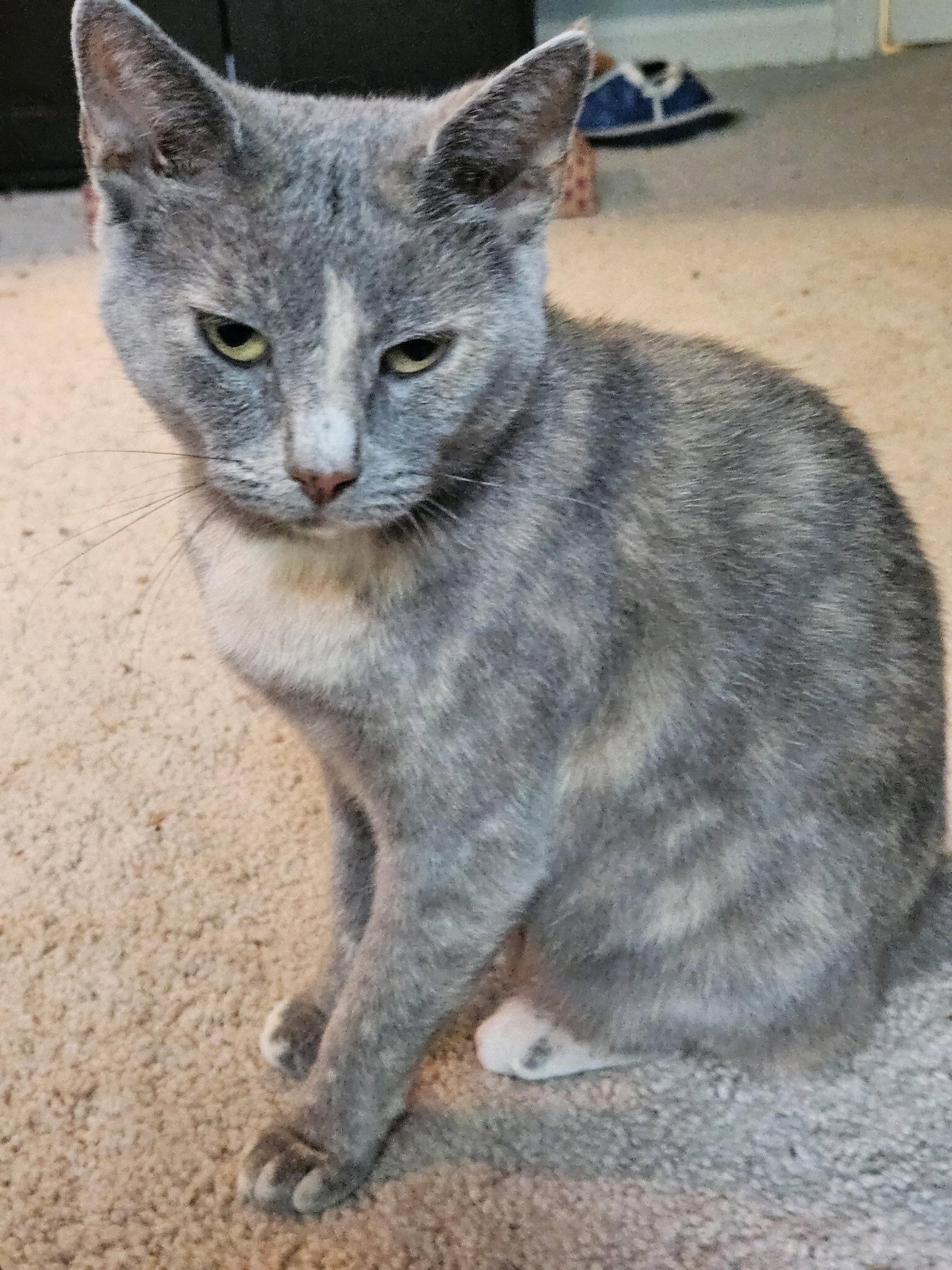 Enlarge Iris, a Adoptable Domestic Short Hair in Herndon, VA image 3/3