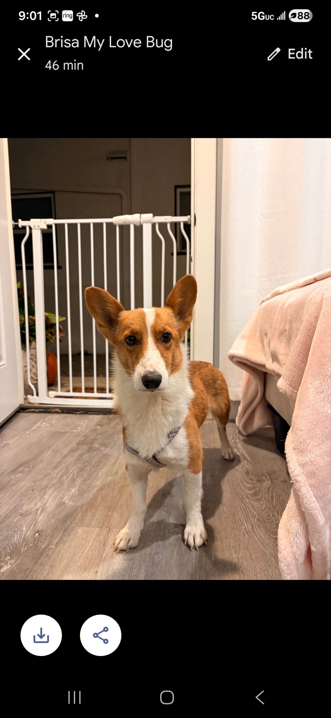 Ziggy, a Adoptable Corgi in Torrance, CA image 1/3