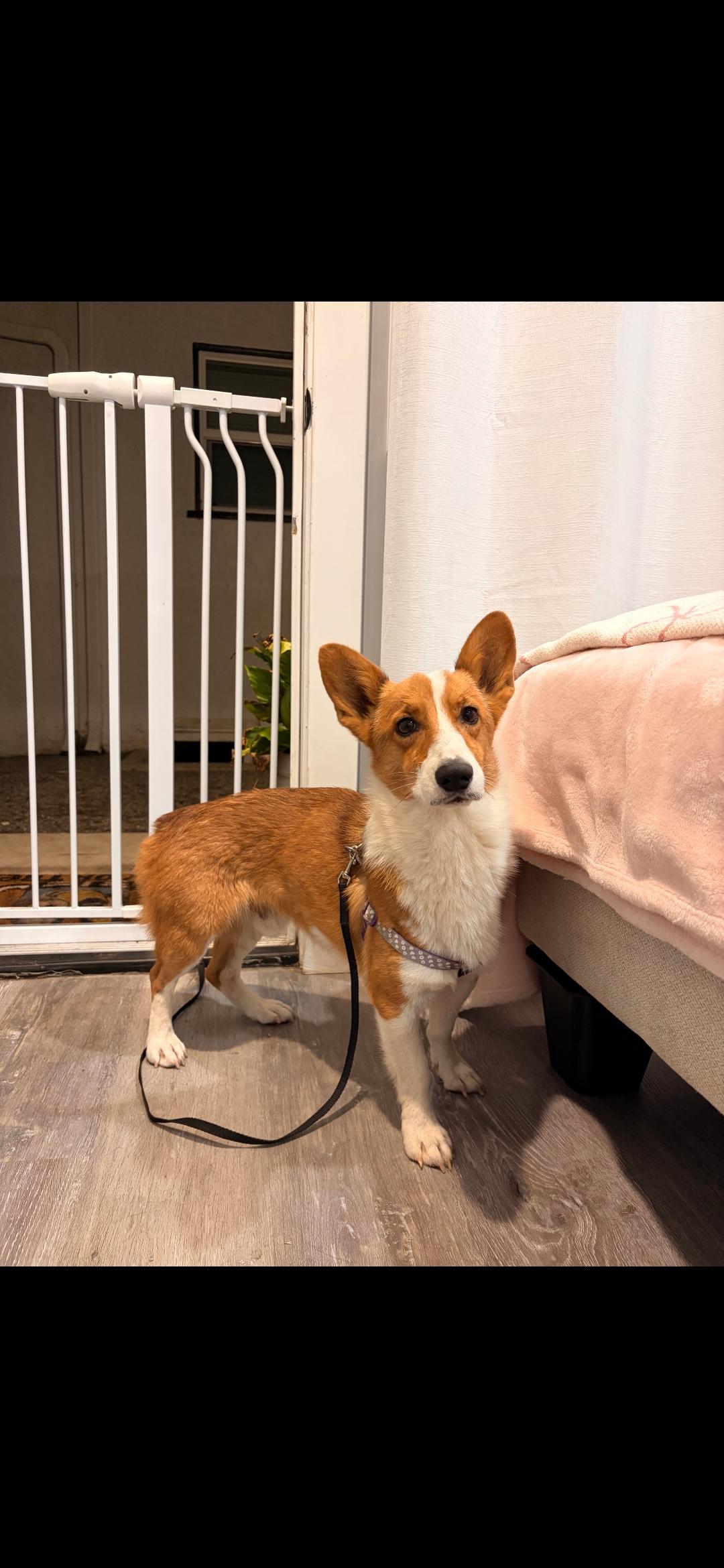 Ziggy, a Adoptable Corgi in Torrance, CA image 2/3