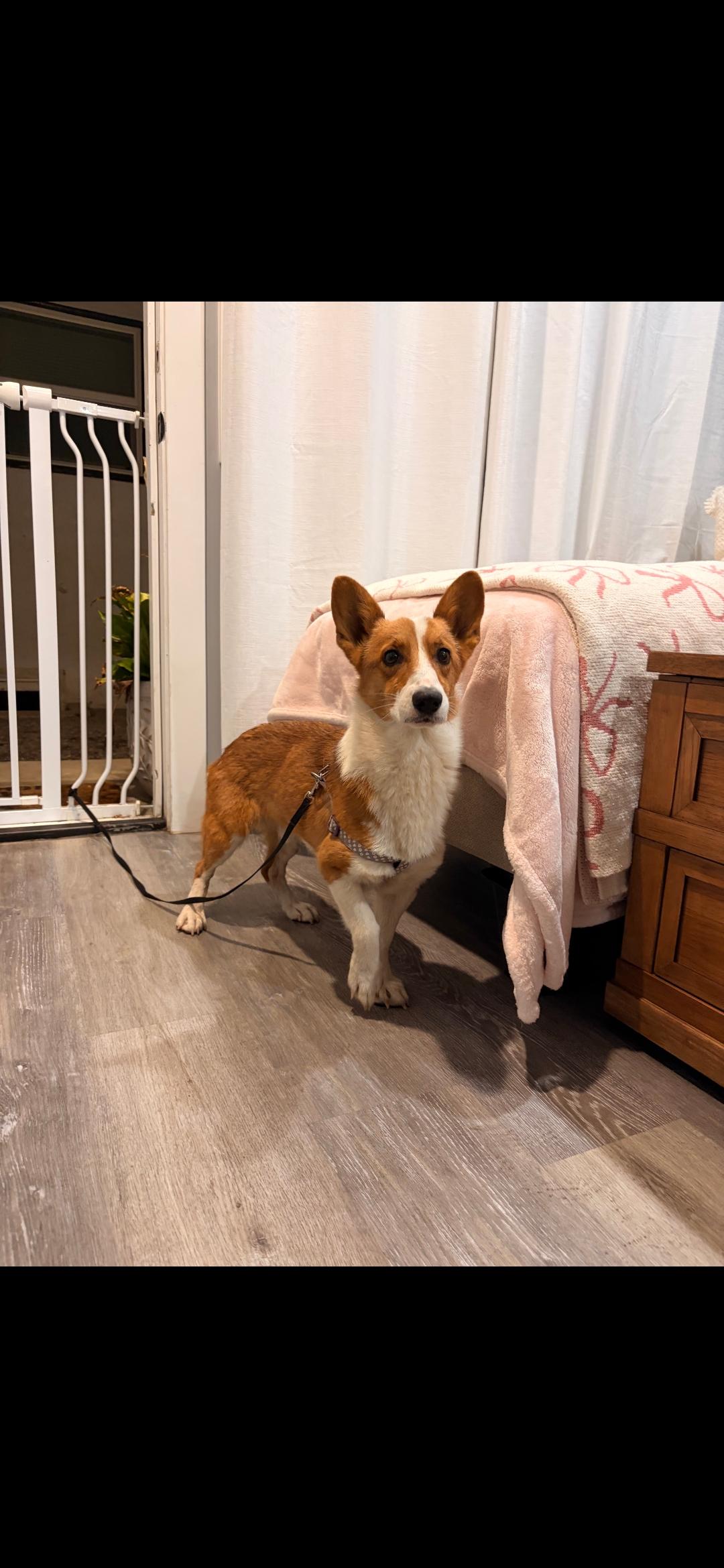 Ziggy, a Adoptable Corgi in Torrance, CA image 3/3