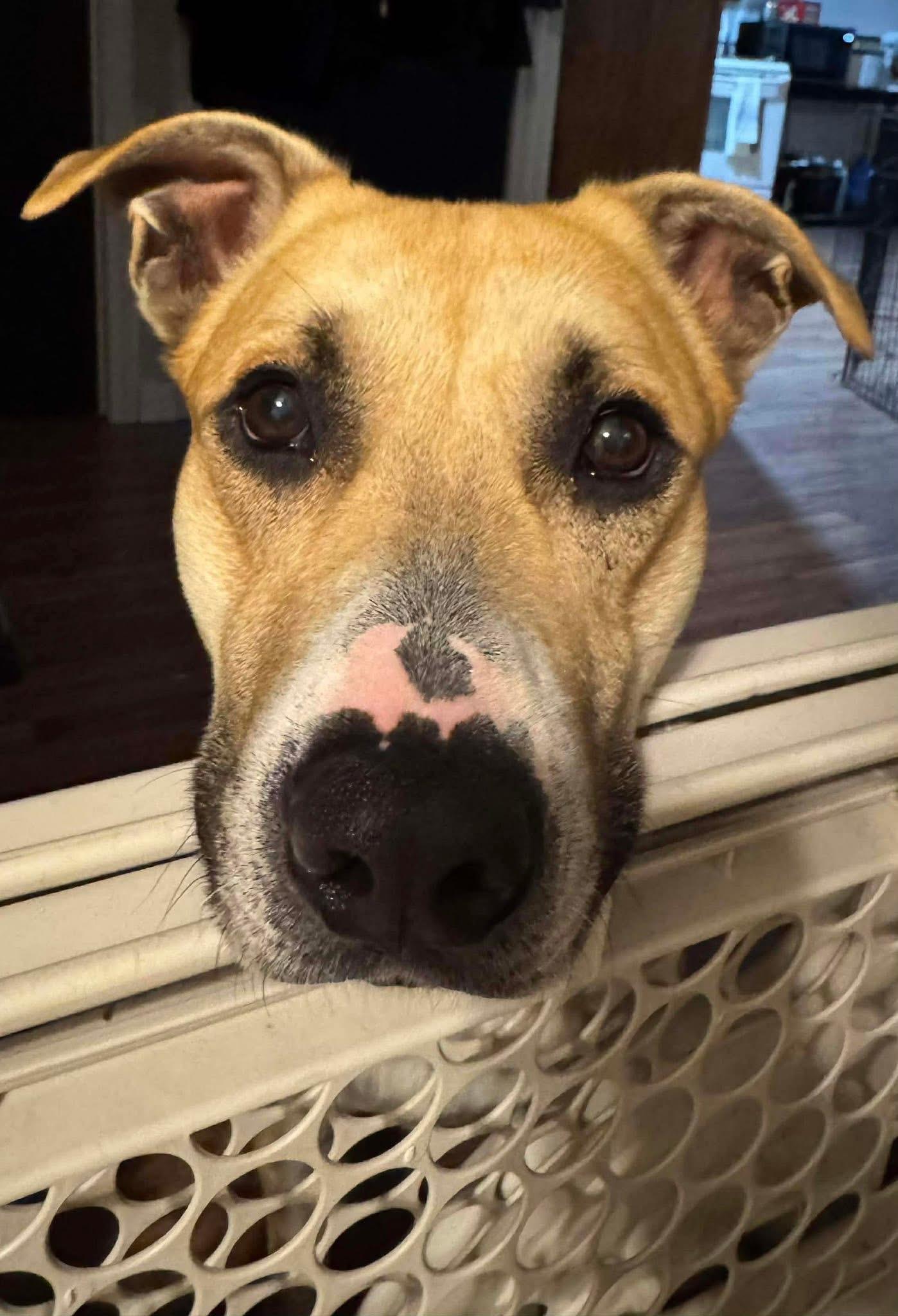 Enlarge Burton, a ADOPTABLE mixed breed in Brooks, ME image 1/3