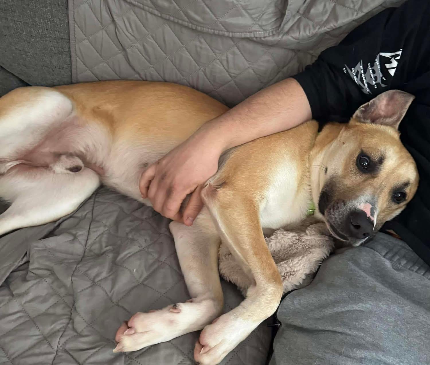 Enlarge Burton, a ADOPTABLE mixed breed in Brooks, ME image 2/3