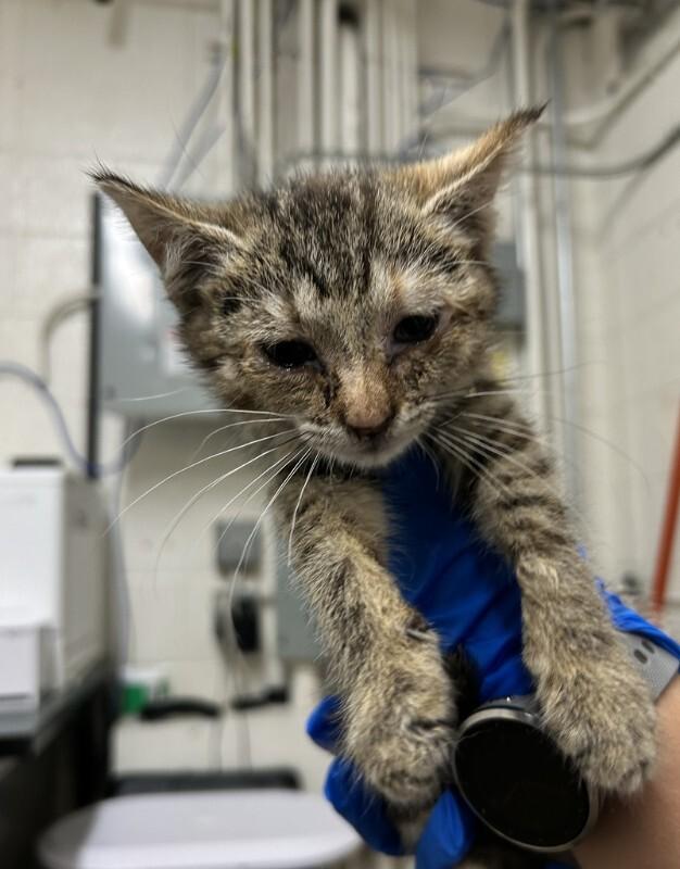 Smiths, Adoptable, Kitten Female Domestic Short Hair.