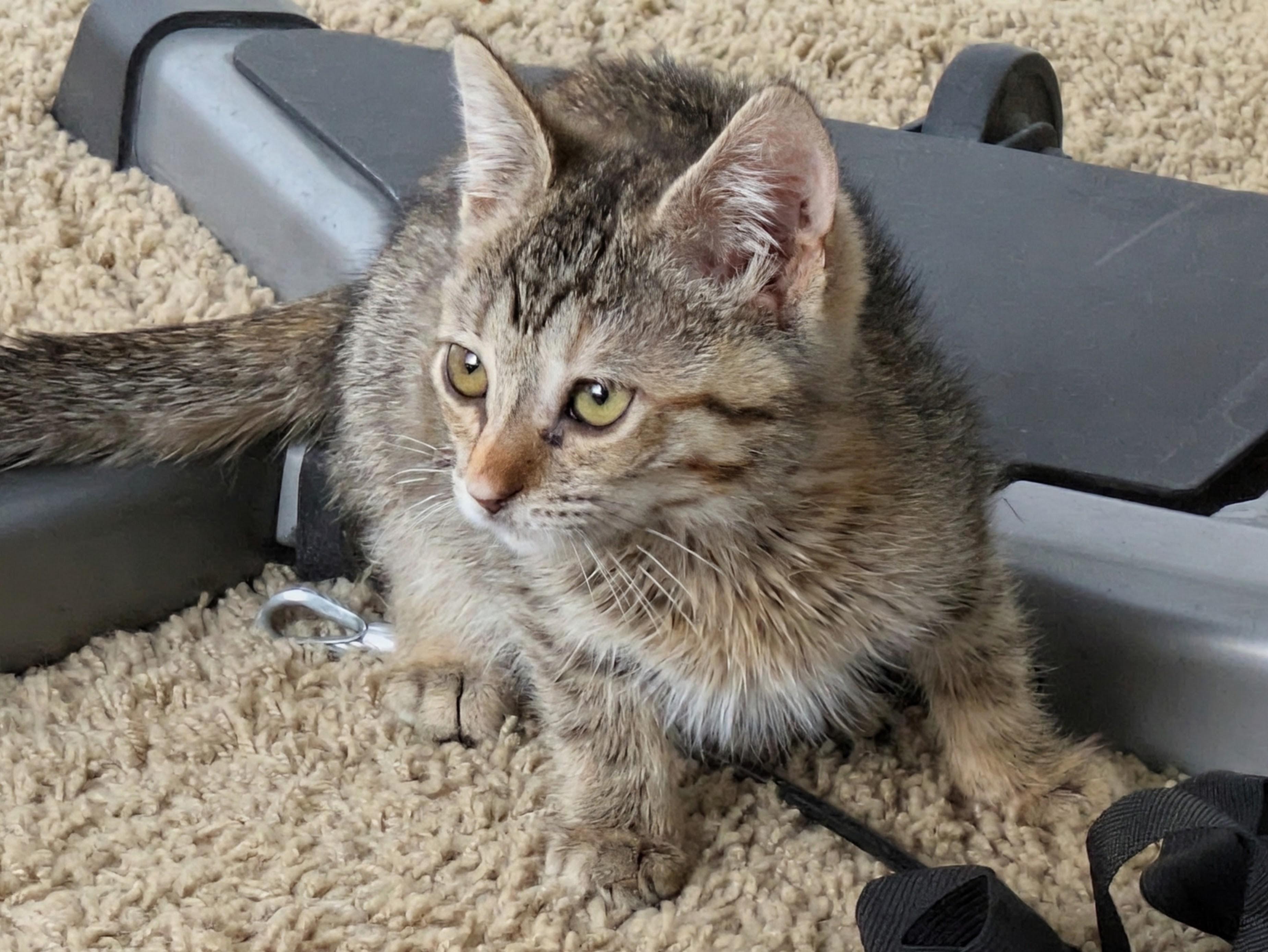 Enlarge Smiths, a Adoptable Domestic Short Hair in Fruit Heights, UT image 2/6