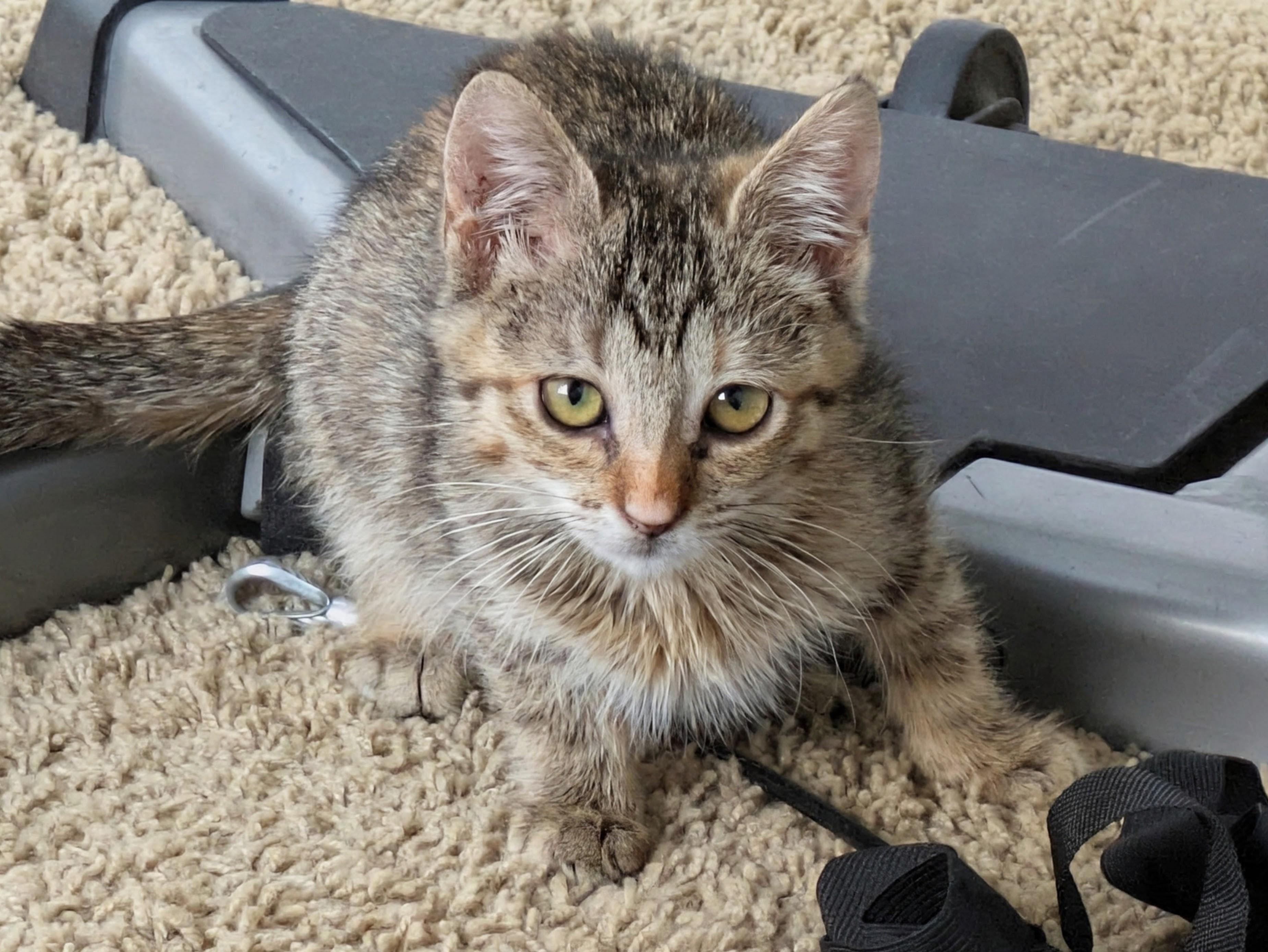 Enlarge Smiths, a Adoptable Domestic Short Hair in Fruit Heights, UT image 3/6