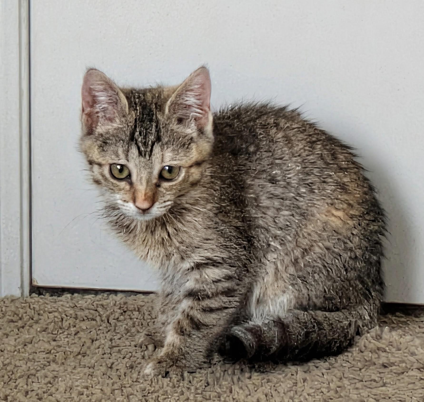 Enlarge Smiths, a Adoptable Domestic Short Hair in Fruit Heights, UT image 4/6