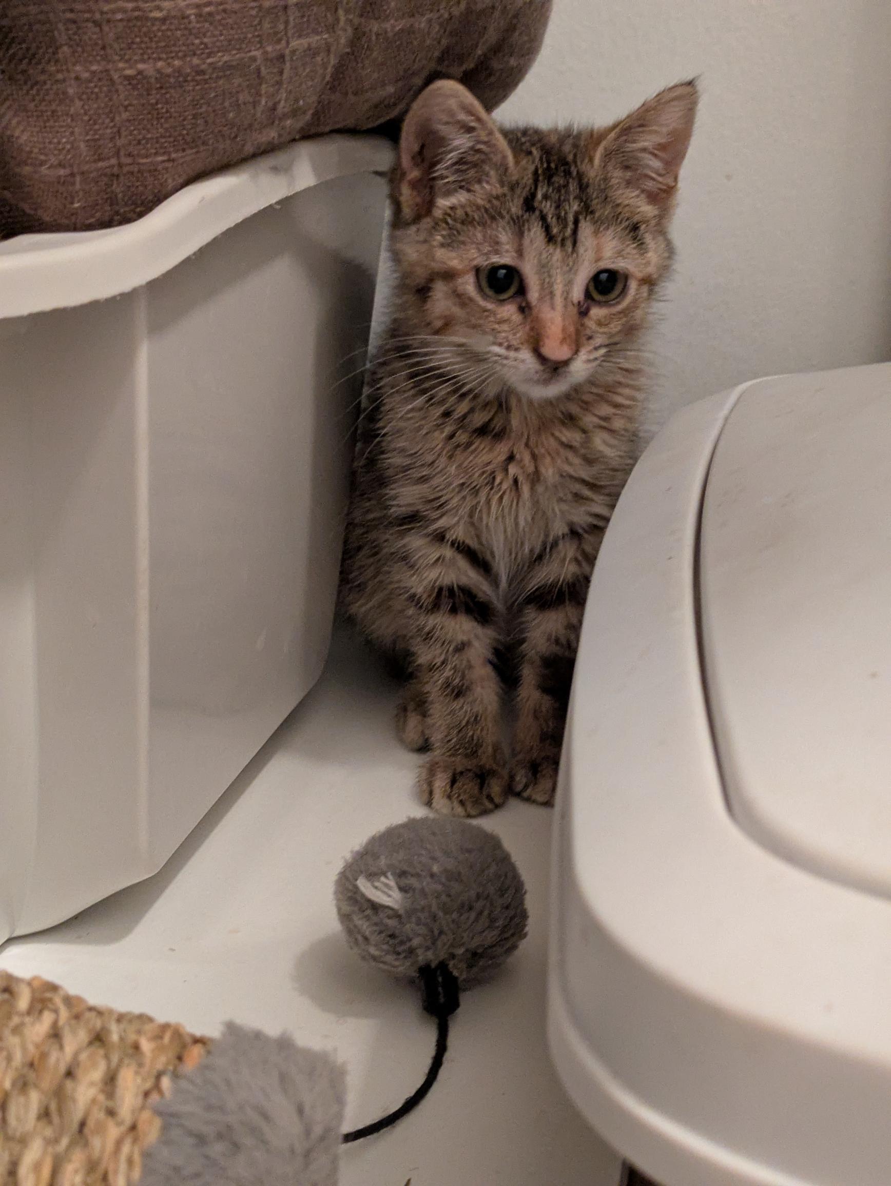 Enlarge Smiths, a Adoptable Domestic Short Hair in Fruit Heights, UT image 5/6