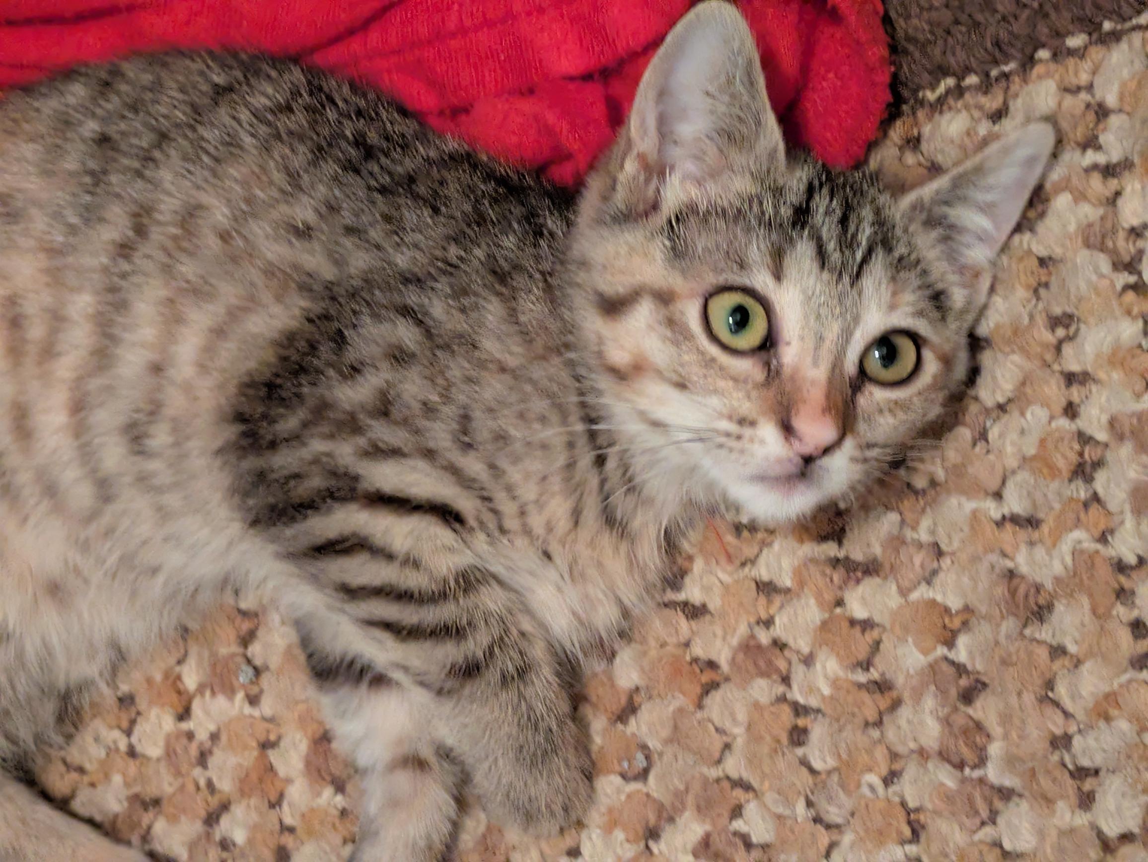 Enlarge Smiths, a Adoptable Domestic Short Hair in Fruit Heights, UT image 6/6