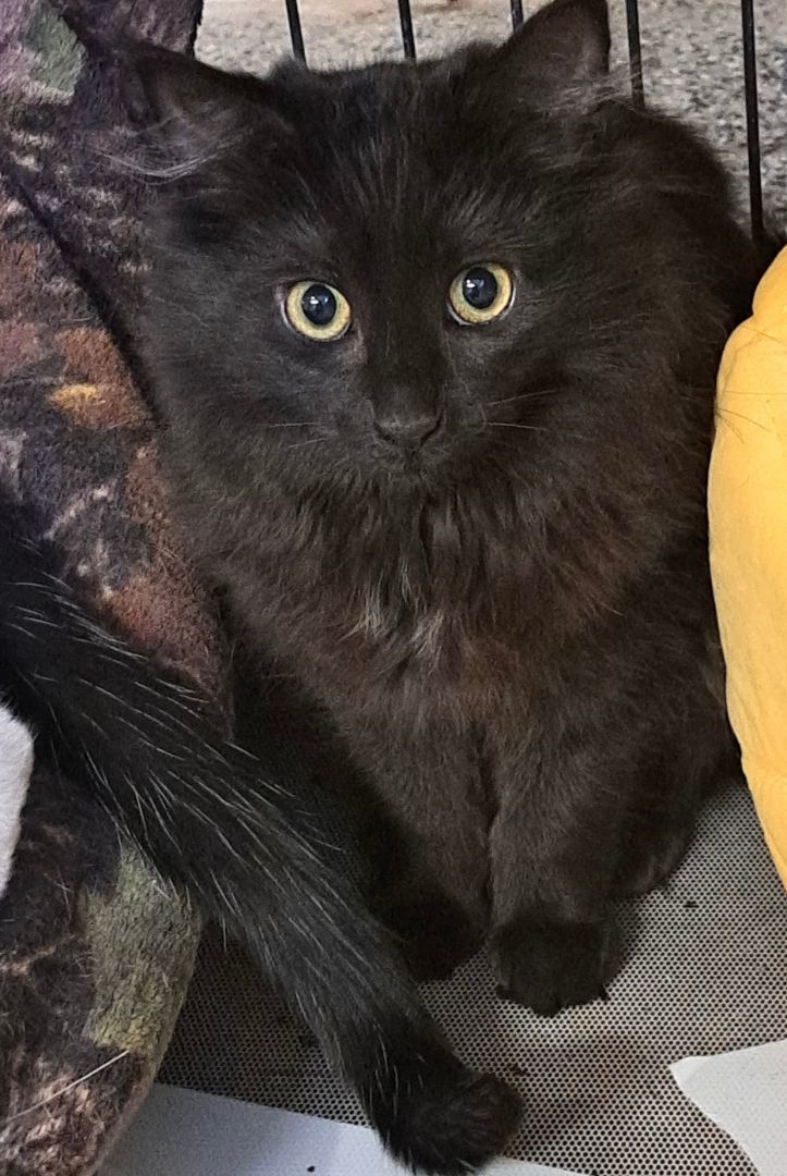 Raven, a Adoptable Domestic Medium Hair in Carneys Point, NJ image 3/3