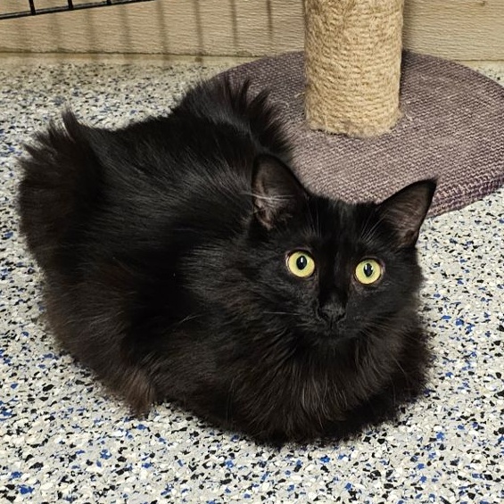 Raven, Adoptable, Adult Female Domestic Medium Hair.