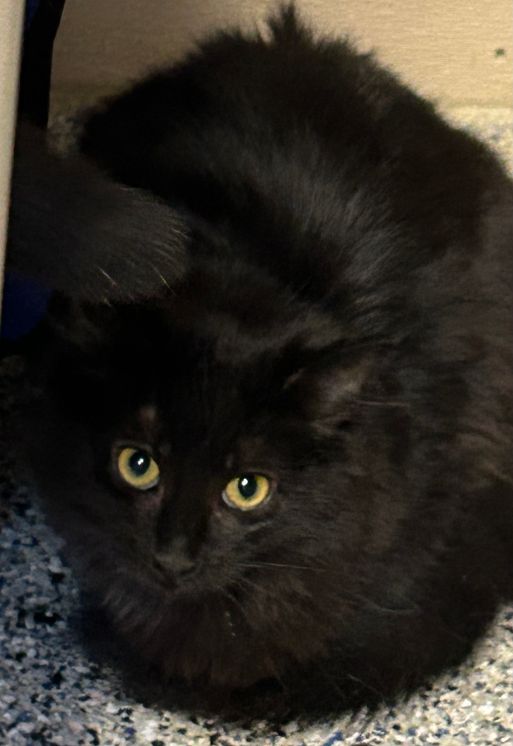 Raven, a Adoptable Domestic Medium Hair in Carneys Point, NJ image 2/3