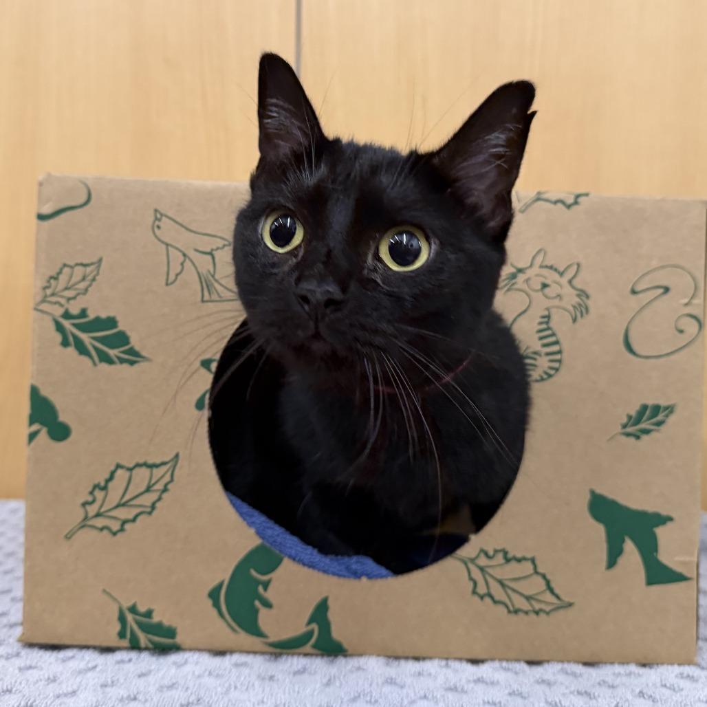 Maggie, Adoptable, Adult Female Domestic Short Hair.