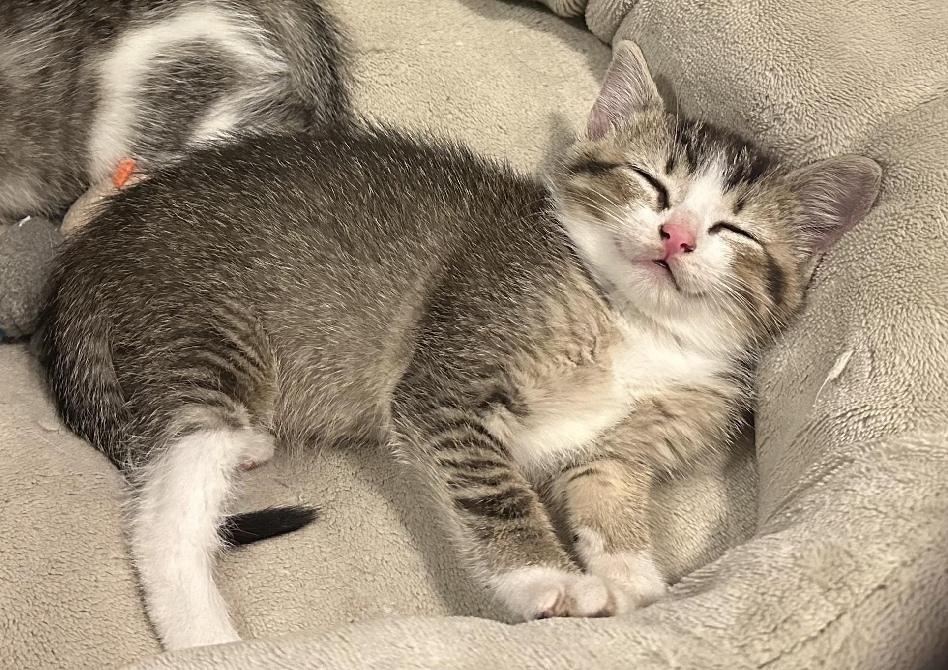 Enlarge Katara, a Adoptable Domestic Short Hair in Grand Rapids, MI image 1/6