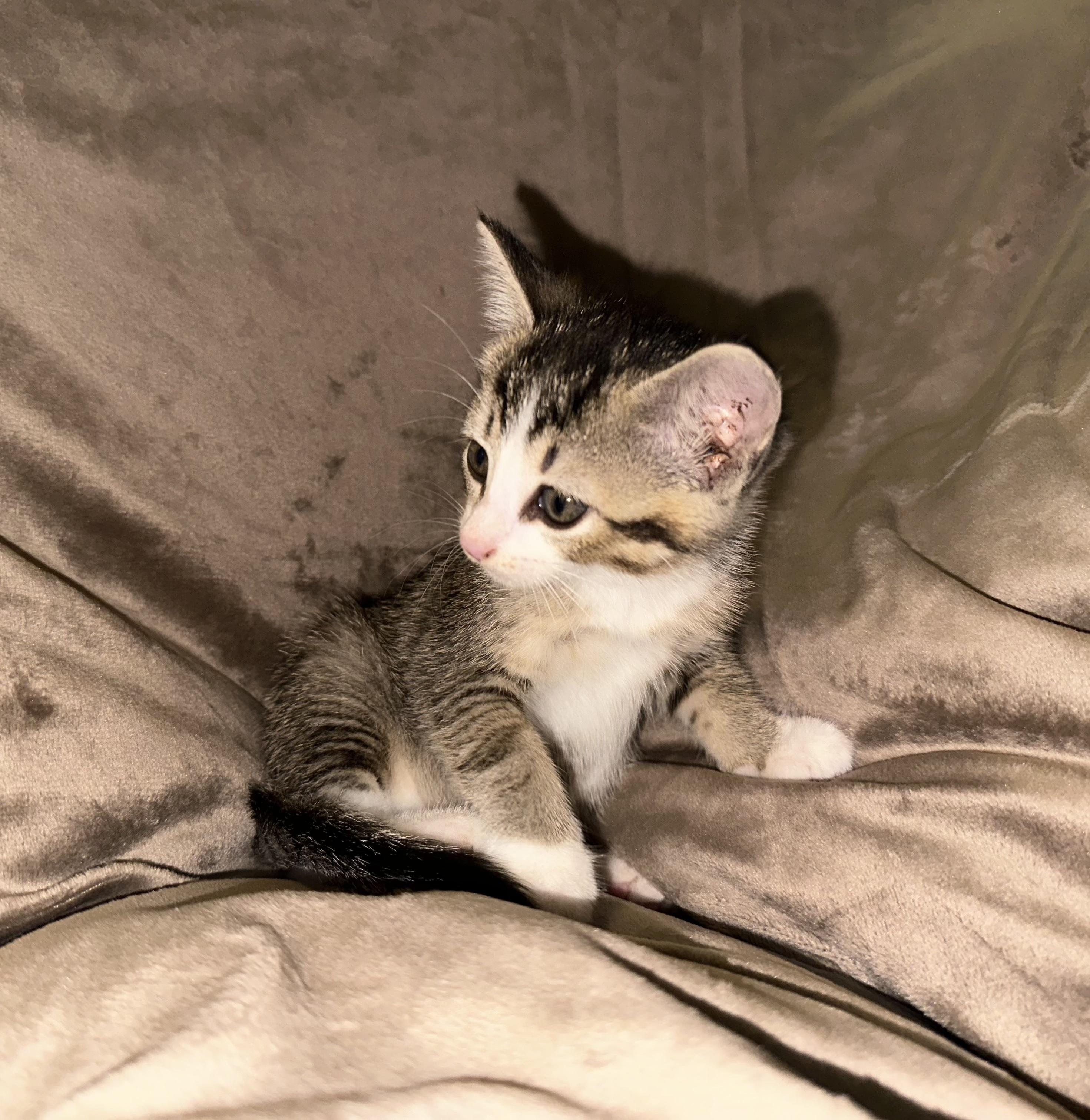 Enlarge Katara, a Adoptable Domestic Short Hair in Grand Rapids, MI image 2/6