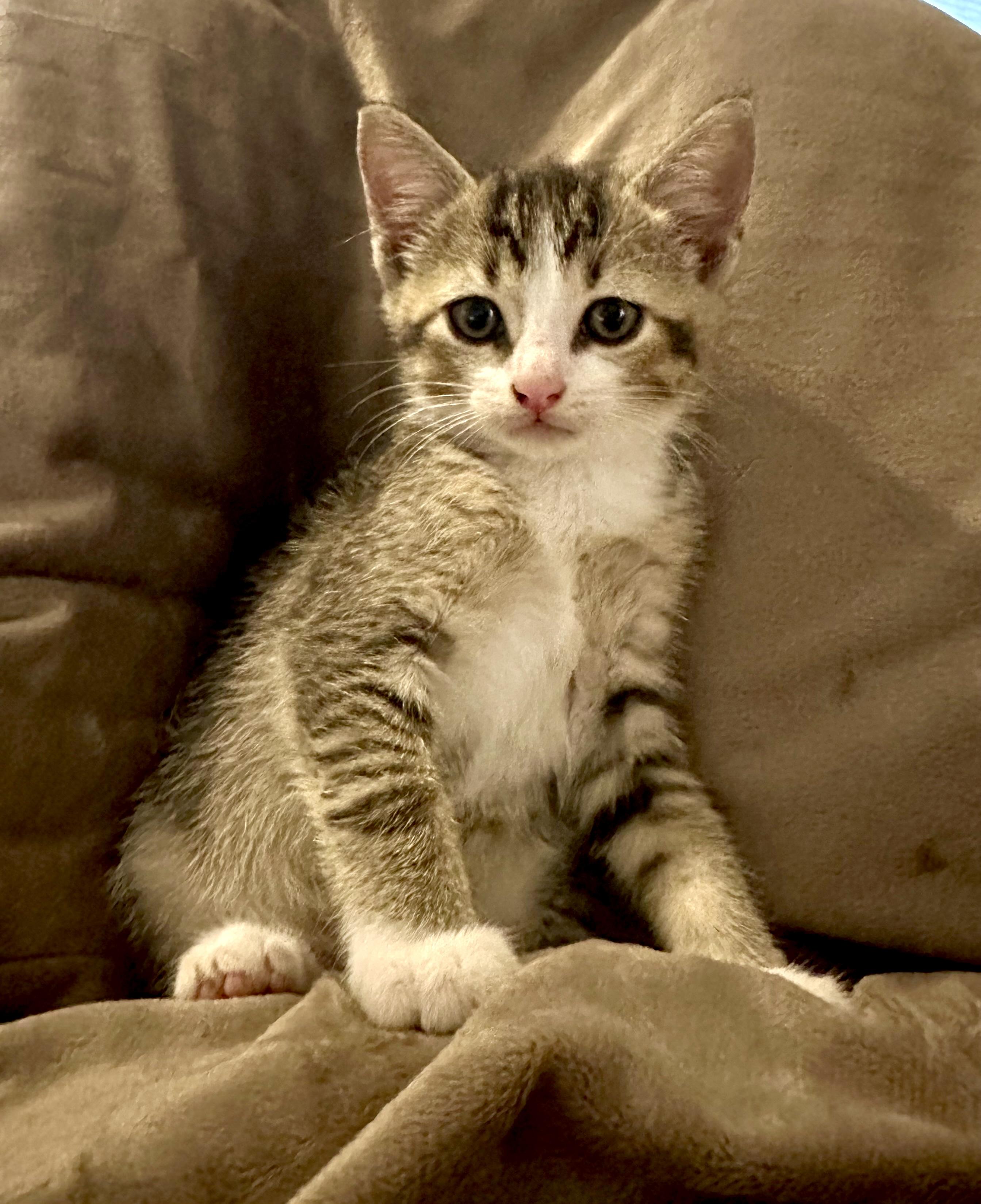 Enlarge Katara, a Adoptable Domestic Short Hair in Grand Rapids, MI image 3/6