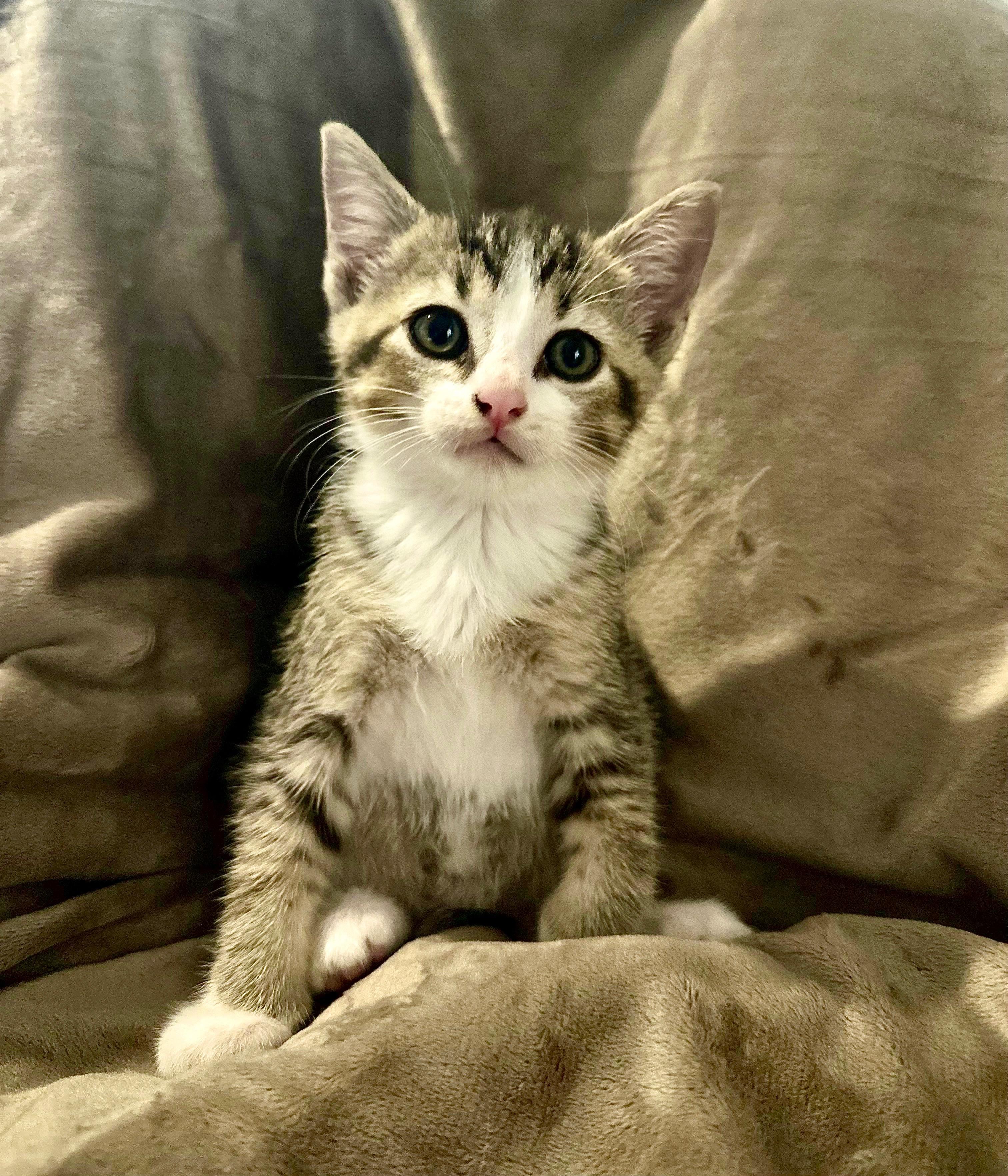 Enlarge Katara, a Adoptable Domestic Short Hair in Grand Rapids, MI image 4/6