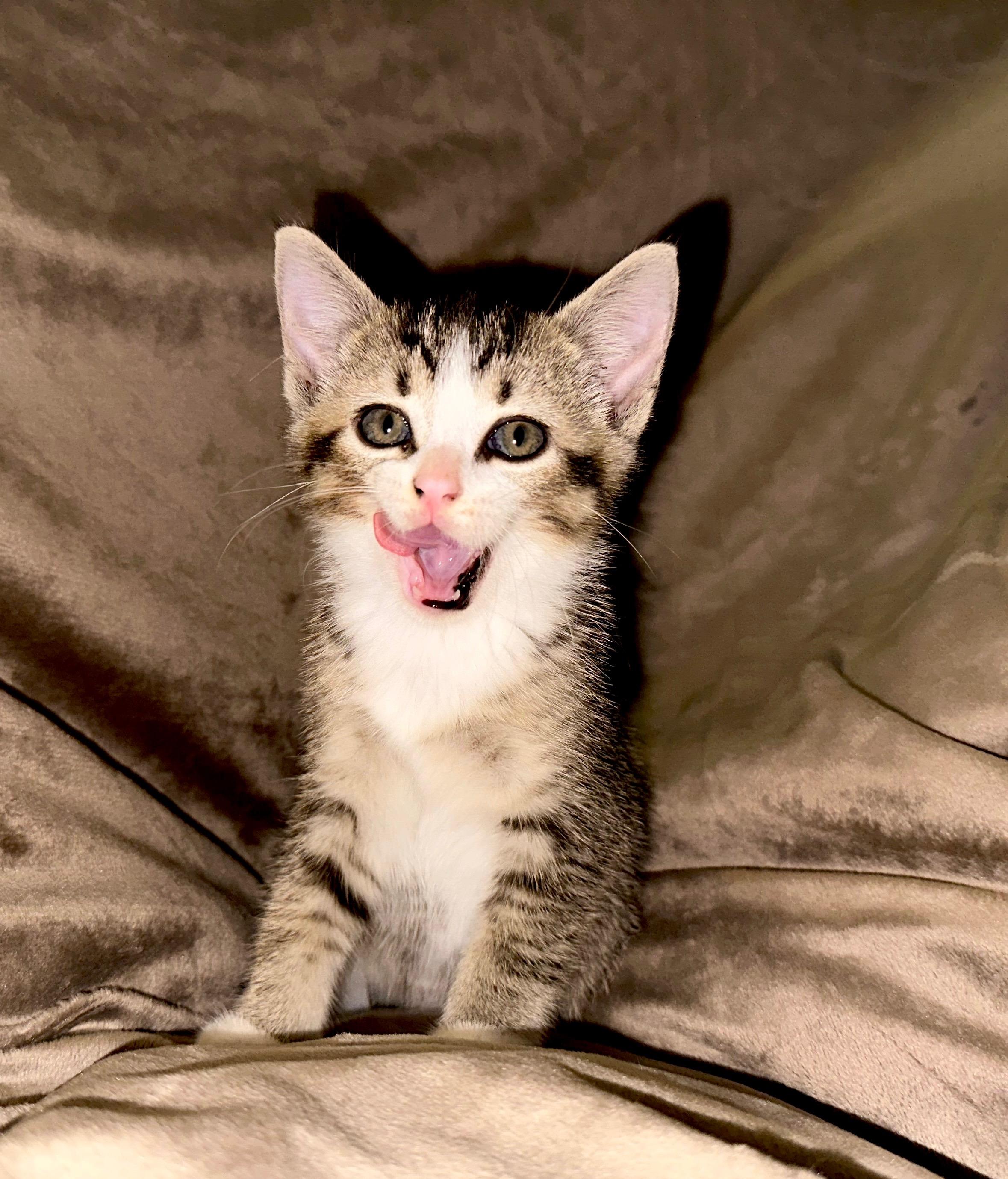 Enlarge Katara, a Adoptable Domestic Short Hair in Grand Rapids, MI image 6/6