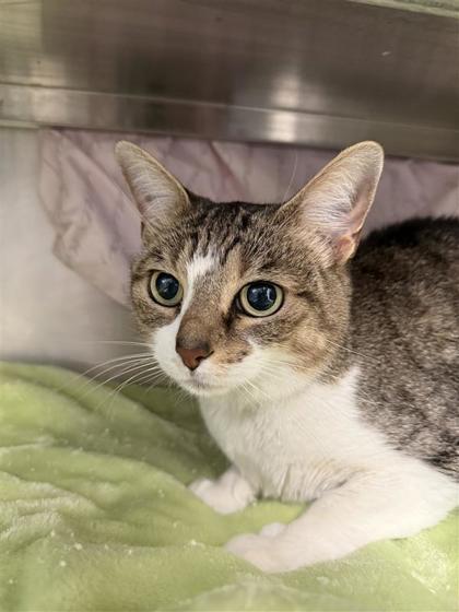 Mauii, Adoptable, Adult Female Domestic Short Hair & Domestic Short Hair.