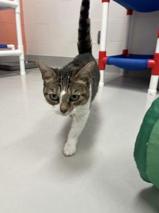 Enlarge Mauii, a Adoptable mixed breed in Largo, FL image 2/3