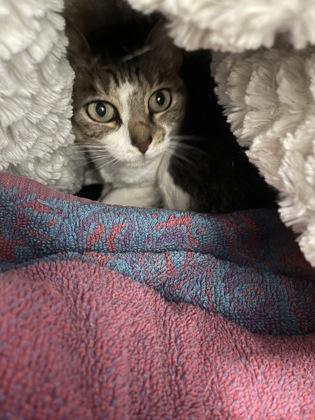 Enlarge Mauii, a Adoptable mixed breed in Largo, FL image 3/3