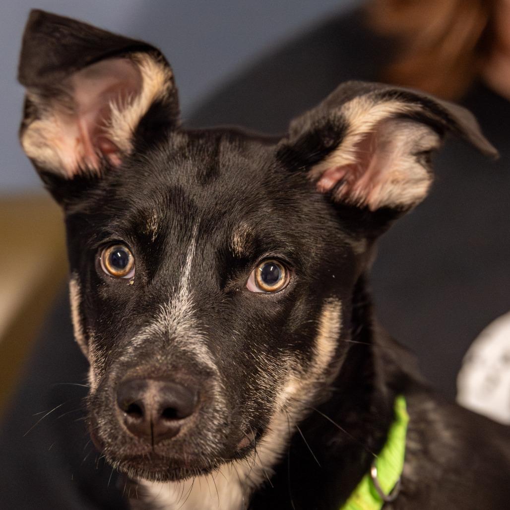 Enlarge Jed  *Avail by Appt*, a Adoptable Mixed Breed in Kennebunk, ME image 1/6