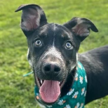 Enlarge Jed  *Avail by Appt*, a Adoptable Mixed Breed in Kennebunk, ME image 2/6