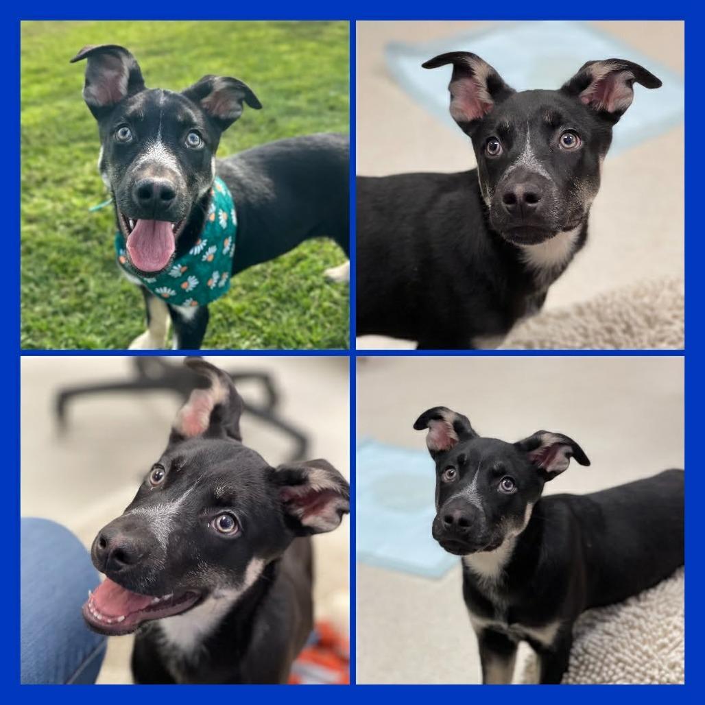 Enlarge Jed  *Avail by Appt*, a Adoptable Mixed Breed in Kennebunk, ME image 3/6