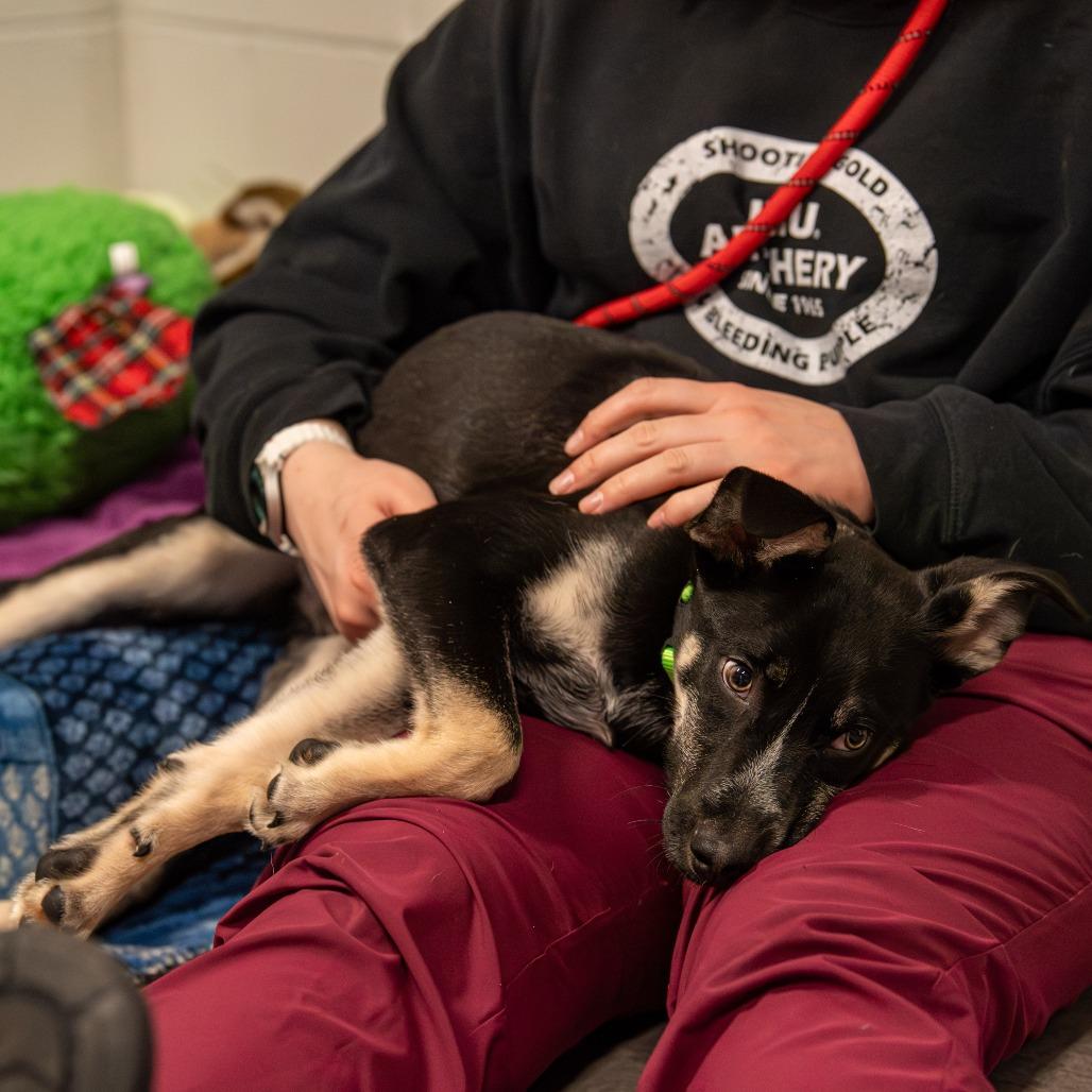 Enlarge Jed  *Avail by Appt*, a Adoptable Mixed Breed in Kennebunk, ME image 5/6