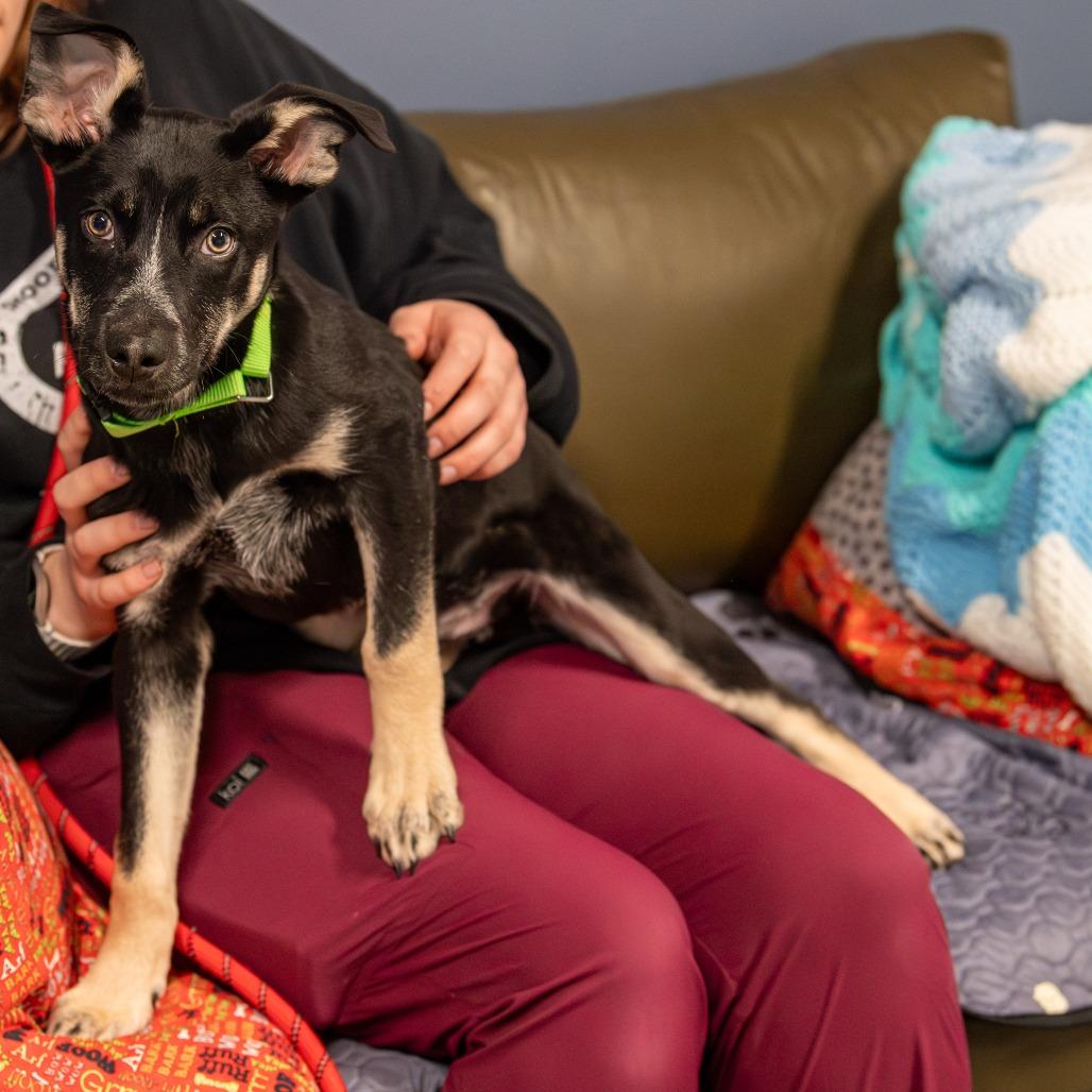 Enlarge Jed  *Avail by Appt*, a Adoptable Mixed Breed in Kennebunk, ME image 6/6