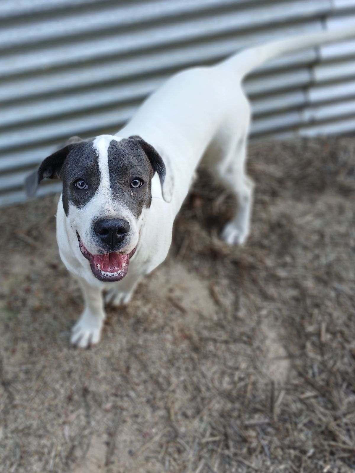 Shiloh, a Adoptable Mixed Breed in Eastman, GA image 1/3