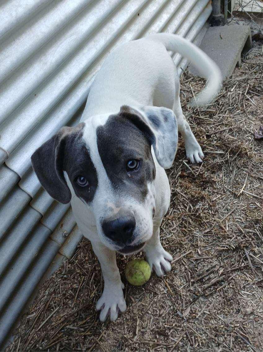 Shiloh, a Adoptable Mixed Breed in Eastman, GA image 2/3