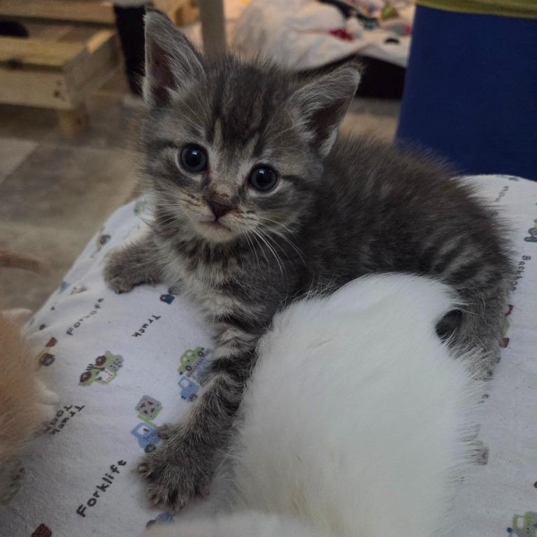 Enlarge Cheerleader, a Adoptable Domestic Short Hair in Morden, MB image 1/1