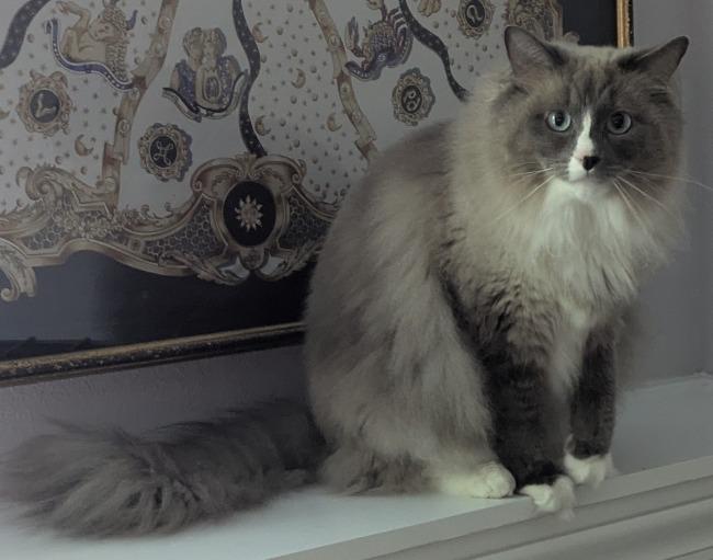 Enlarge BRYSON, an adopted Ragdoll in Mequon, WI image 3/4