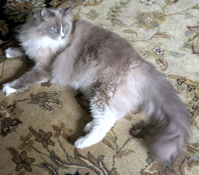 Enlarge BRYSON, an adopted Ragdoll in Mequon, WI image 4/4