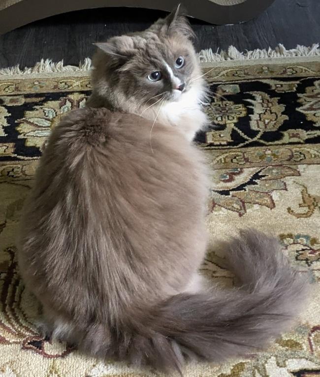 Enlarge BRYSON, an adopted Ragdoll in Mequon, WI image 2/4