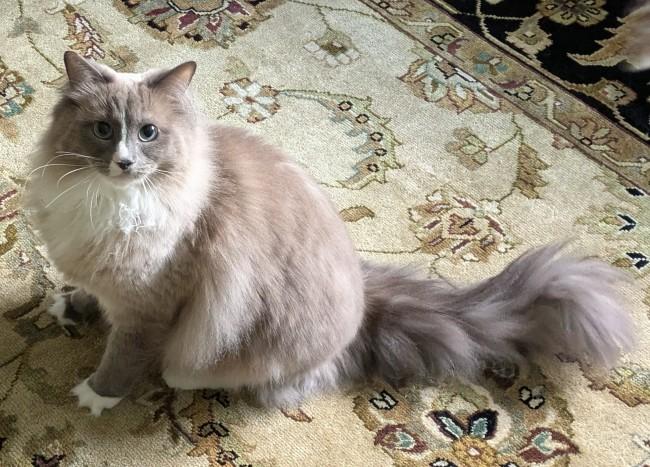 Enlarge BRYSON, an adopted Ragdoll in Mequon, WI image 1/4