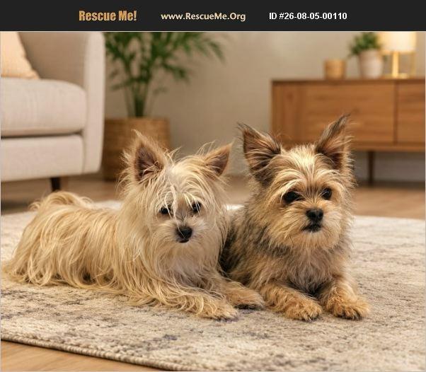 Teddy & Freddy (BONDED PAIR), adopted, Young Male Yorkshire Terrier.
