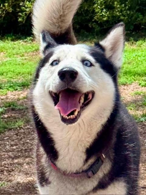 Mandy, a ADOPTABLE Husky in New Smyrna Beach, FL image 2/3