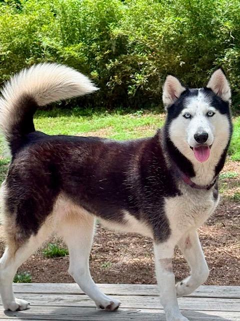 Mandy, ADOPTABLE, Young Female Husky.