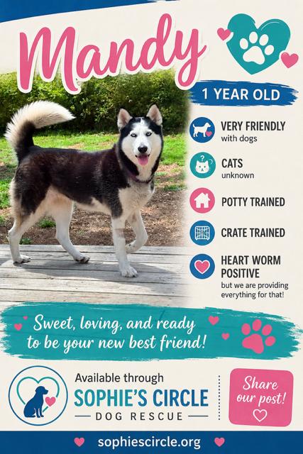 Mandy, a ADOPTABLE Husky in New Smyrna Beach, FL image 3/3