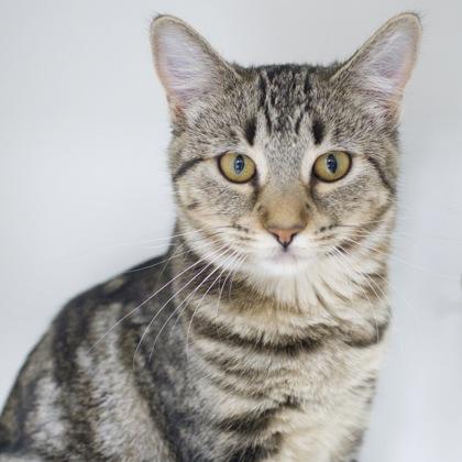 Meja, a Adoptable Domestic Short Hair in Verona, WI image 1/3