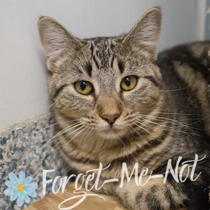 Meja, a Adoptable Domestic Short Hair in Verona, WI image 2/3