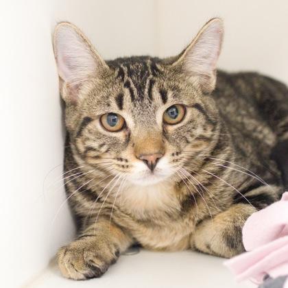 Meja, a Adoptable Domestic Short Hair in Verona, WI image 3/3